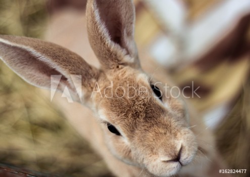 Picture of Cuteness overload - Rabbit